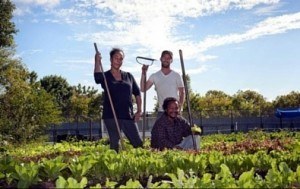 City Growers Farm in Boston, MA